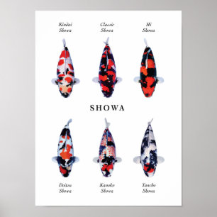 Póster Especie cartel de carpas japonesas koi: Showa