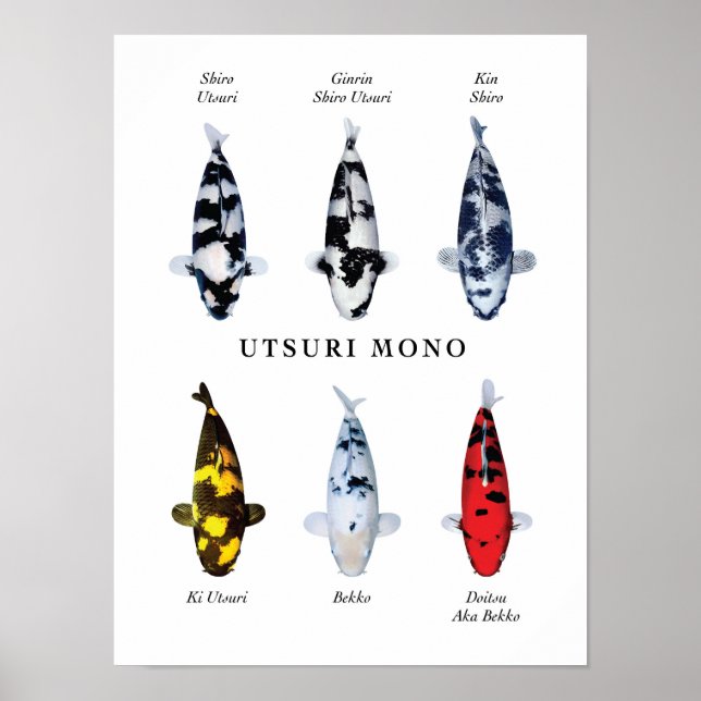 Póster Especie cartel de koi japonés: Utsurimono (Frente)