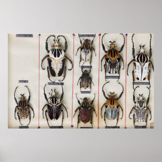 Póster Especie de escarabajo insecto fotografía de natura