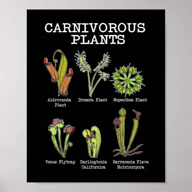 Póster Especie de plantas carnívoras Saracenia Venus Flyt (Frente)