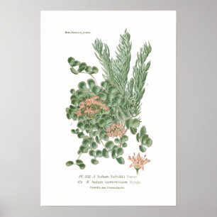 Póster Especie de Sedum