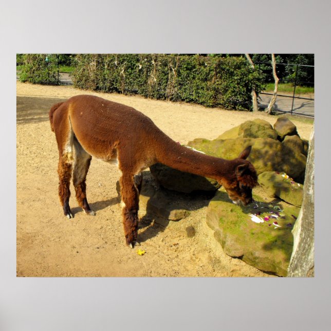 Póster Especies de alpaca marrón corto (Frente)