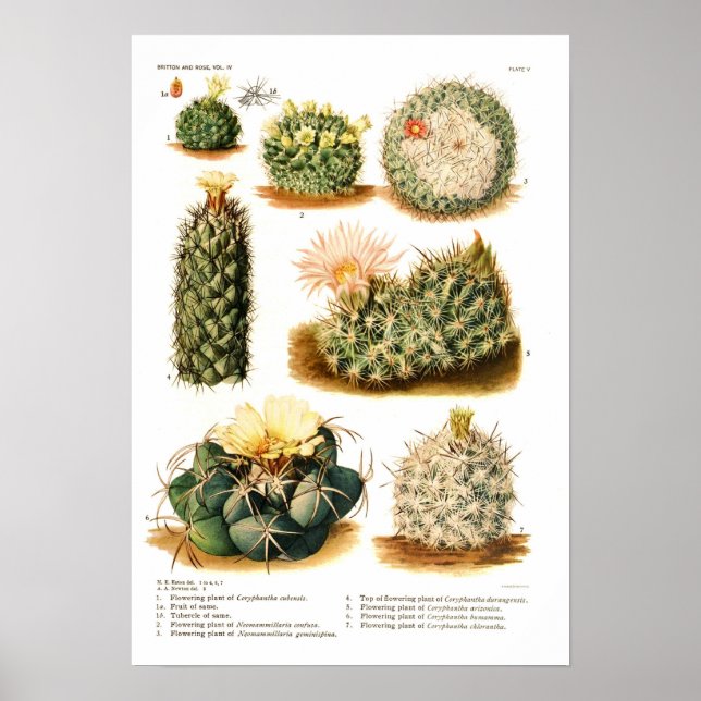 Póster Especies de Cactus (Frente)