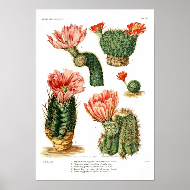 Póster Especies de Cactus (Frente)