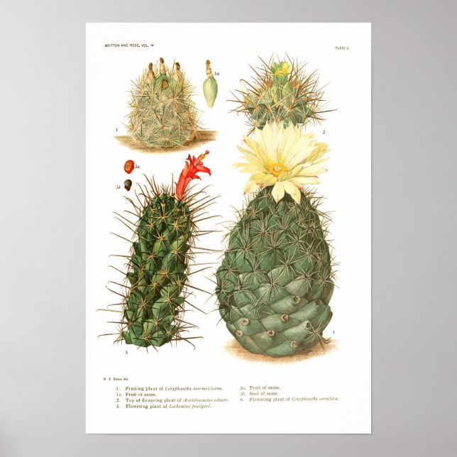 Póster Especies de Cactus (Frente)