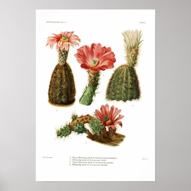 Póster Especies de Echinocereus (Frente)