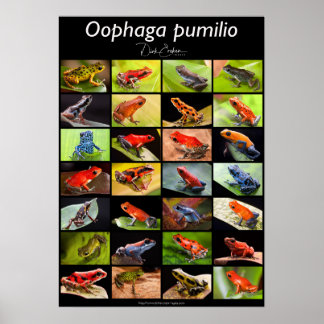 Póster Especies de rana de dardo venenosas del género Ran