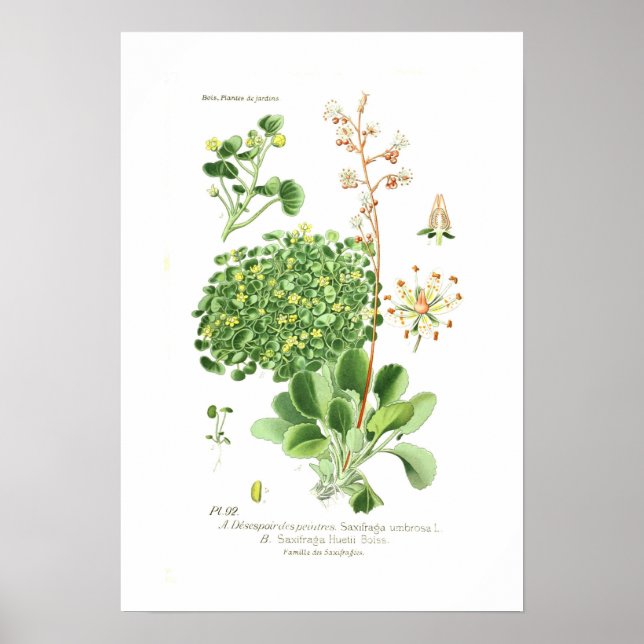 Póster Especies de Saxifrage (Frente)