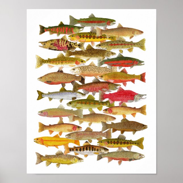 Póster Especies de trucha y salmón (Frente)