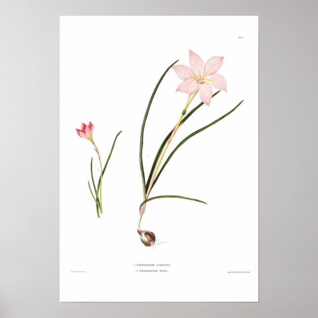 Póster Especies de Zephyranthes (Frente)