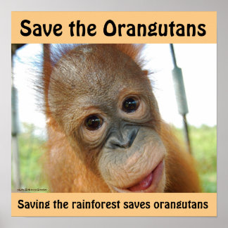 Póster Especies en peligro de extinción de orangután