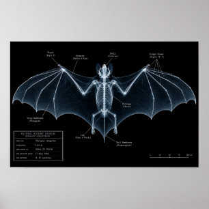 Póster Espécimen de Museo de Rayos X de Esqueleto de Murc