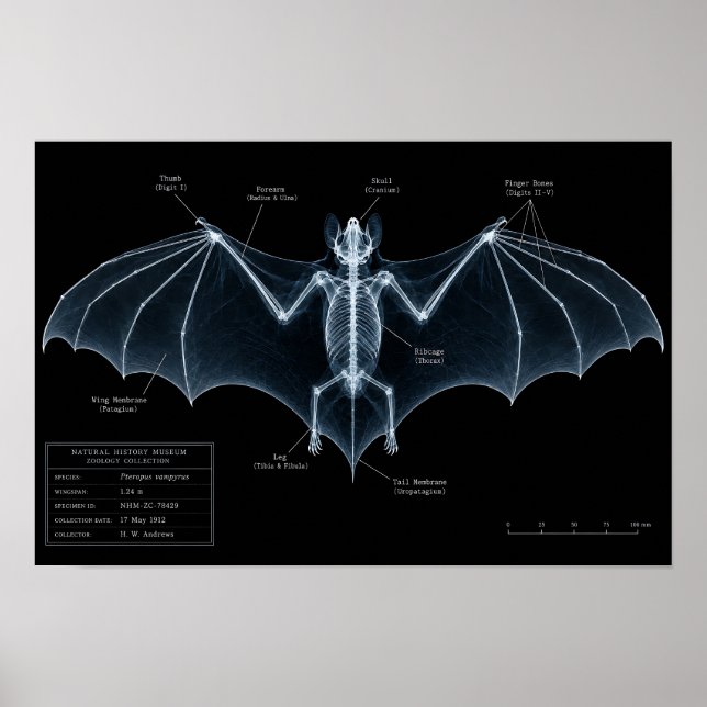 Póster Espécimen de Museo de Rayos X de Esqueleto de Murc (Frente)