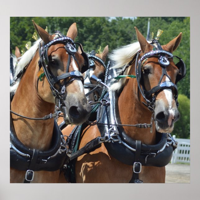 Póster Espectáculo de Caballos de Carro de Walnut Hill (Frente)
