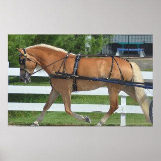 Póster Espectáculo de Caballos de Carro de Walnut Hill