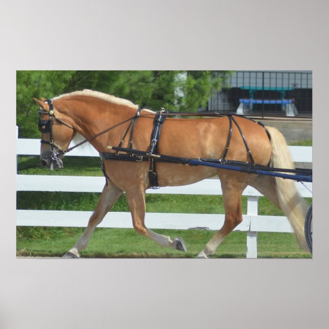 Póster Espectáculo de Caballos de Carro de Walnut Hill (Frente)