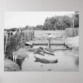 Póster Espectáculo de caimanes de Florida, 1904. Foto ant