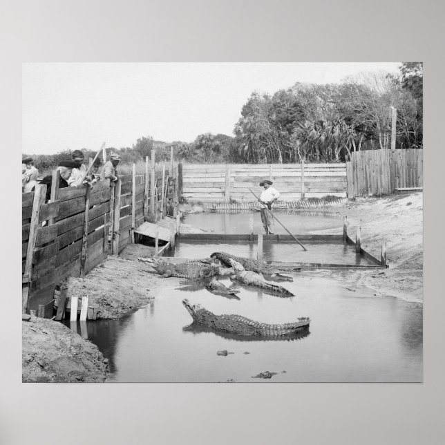 Póster Espectáculo de caimanes de Florida, 1904. Foto ant (Frente)