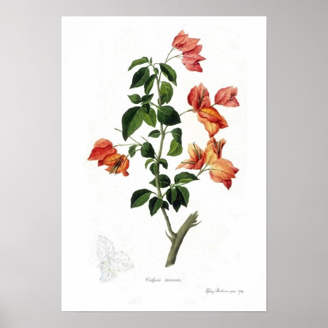 Póster Espectáculos de Bougainvillea (Frente)