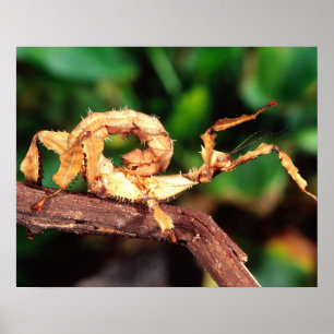 Póster Espectador de Macleay (insecto Spiney Stick),