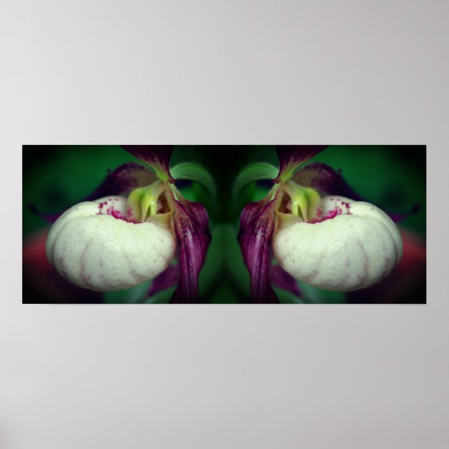 Póster Espejo de flor Orquídea de la Mujer Blanca (Frente)