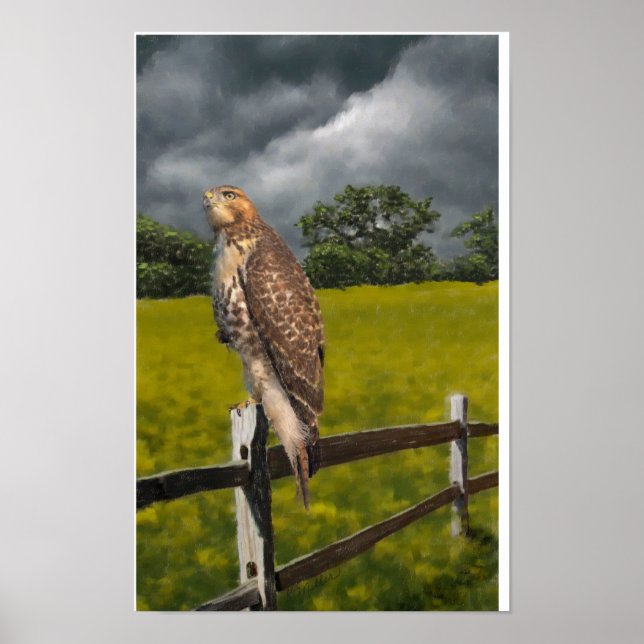 Póster Esperando a la tormenta - Halcón cola roja (Frente)
