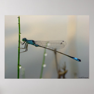 Póster Esperando, Blue Damselfly cierra