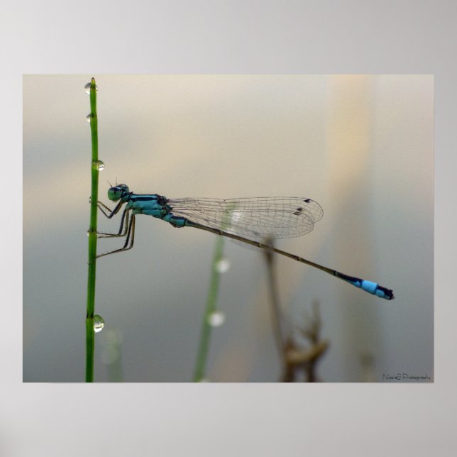 Póster Esperando, Blue Damselfly cierra (Frente)