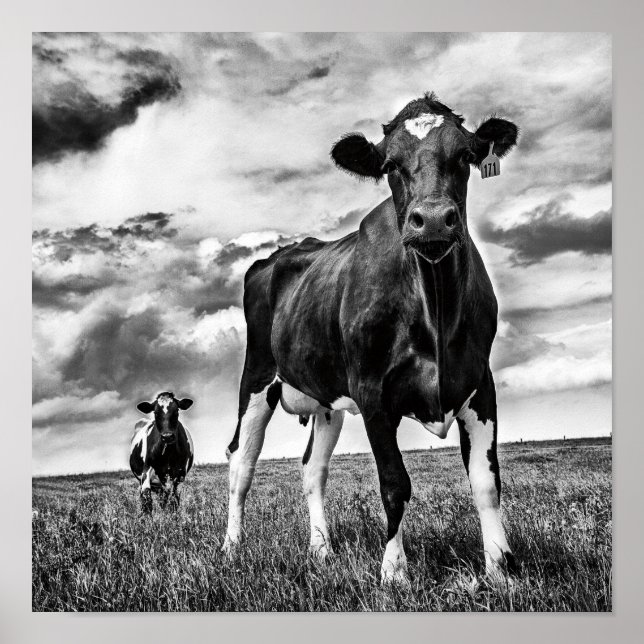 Póster Esperando el cultivo de BW (Frente)