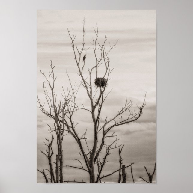 Póster Esperando por la vida (Frente)