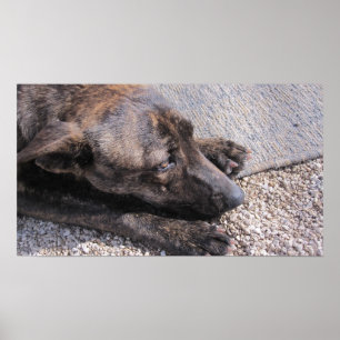 Póster Esperanza Por Un Hogar Para Siempre