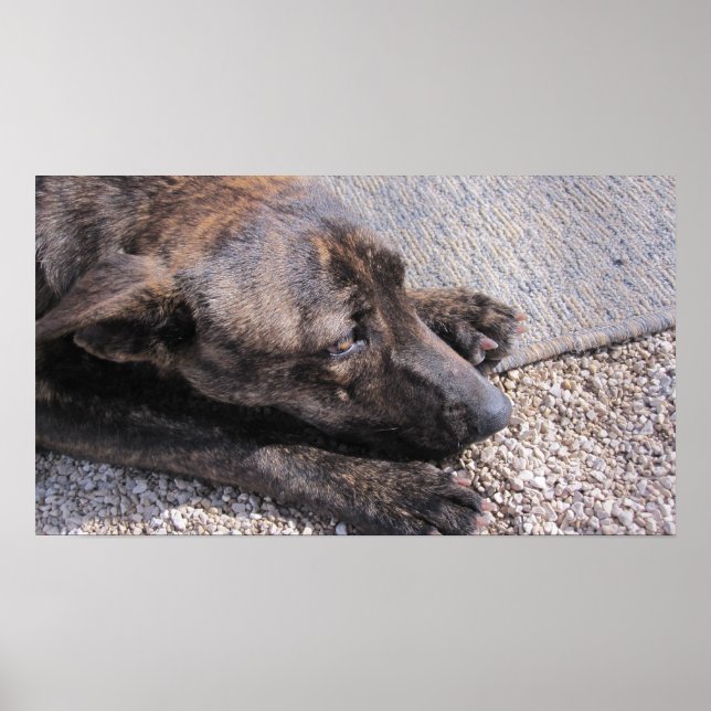 Póster Esperanza Por Un Hogar Para Siempre (Frente)