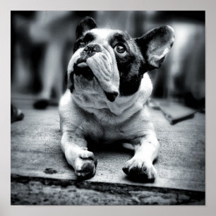 Póster Esperas de un bulldog francés de Lil