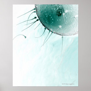 Póster Esperma que fertiliza un huevo