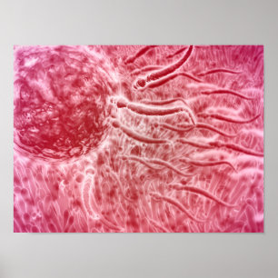 Póster Esperma que viaja hacia el huevo con Cellia