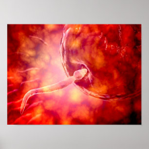 Póster Esperma reproductiva masculina que entra en el