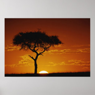 Póster Espina de los paraguas Acacia, Acacia tortilis,