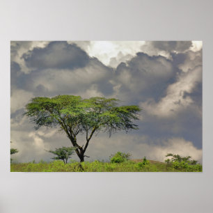 Póster Espina de los paraguas Acacia, Acacia tortilis y 2