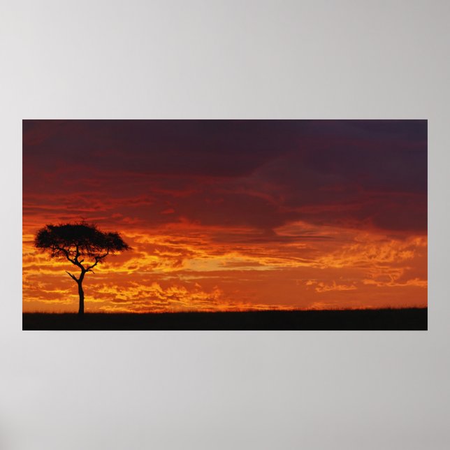 Póster Espina de paraguas Acacia, Acacia tortilis, 2 (Frente)