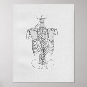 Póster Espina dorsal del ilustracion de la anatomía del