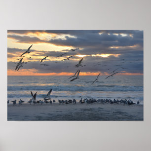 Póster Espinadores negros aterrizando en la playa al aman
