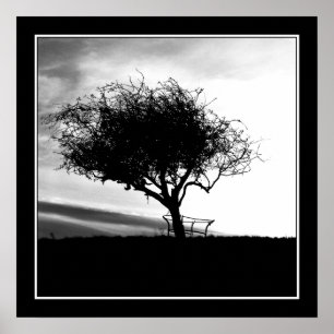 Póster Espino de Glastonbury. Árbol. Blanco y negro.