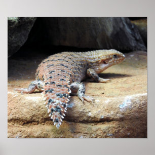 Póster Espinoso-cola del este Skink de Pilbara
