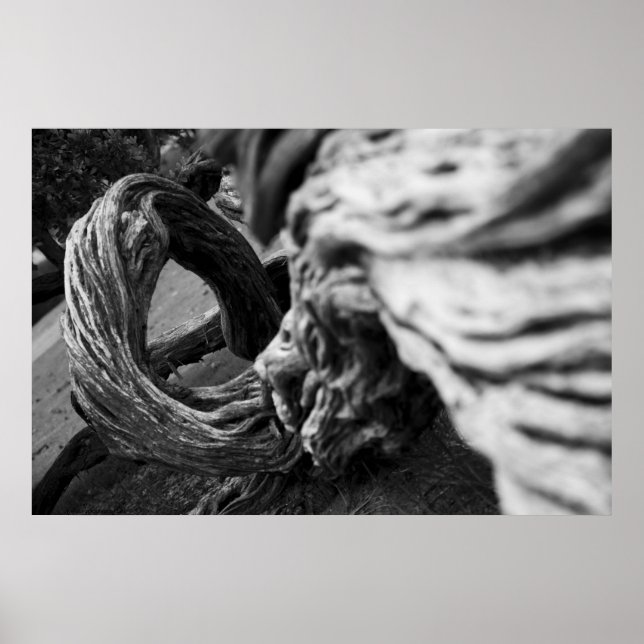 Póster Espiral de troncos de árbol B&W Fotografía - Poste (Frente)