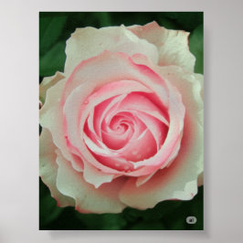 Póster Espiral Petal rosa rosa