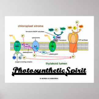 Póster Espíritu fotosintético (actitud bioquímica)