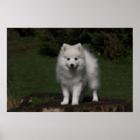 Espitz japonés/cachorro esquimal americano