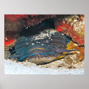 Póster Esplendit Toadfish Ocultación