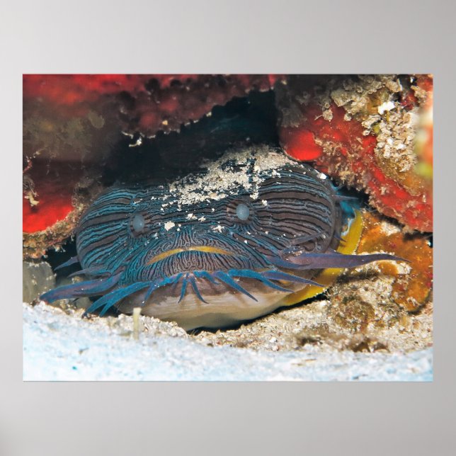 Póster Esplendit Toadfish Ocultación (Frente)