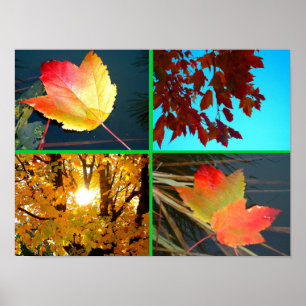 Póster Esplendor de caída